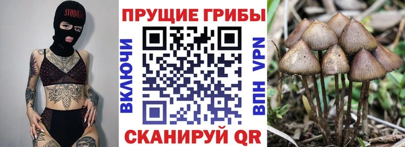 купить наркоту Нижнеудинск Псилоцибиновые грибы Magic Shrooms